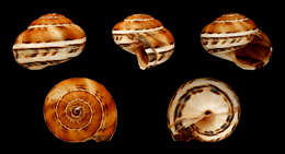 Image of Mediterranean Coastal Snail