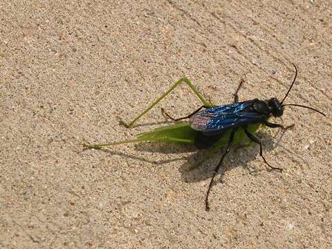 Image of Great Black Wasp