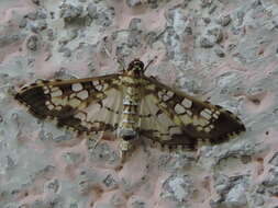 Image of Assembly Moth