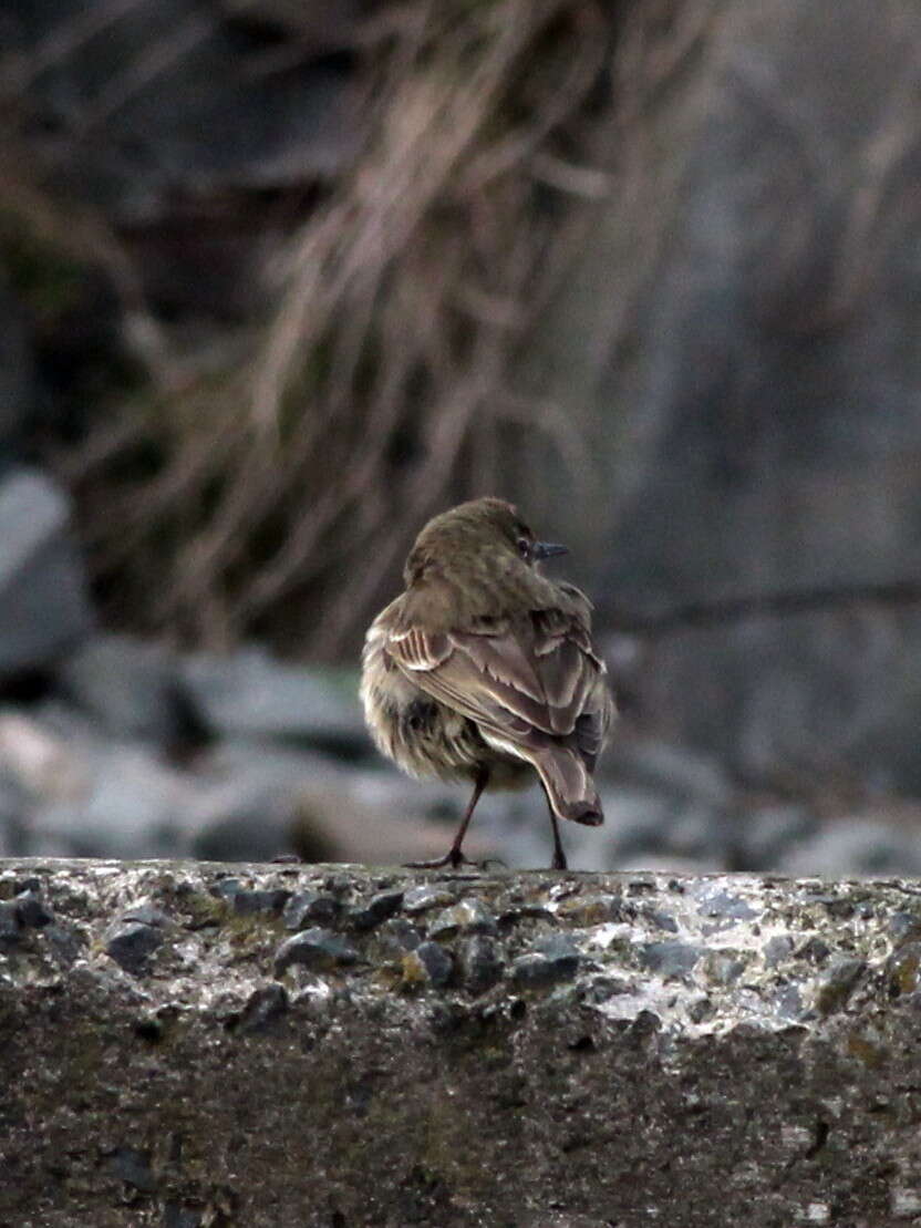 Image of Eurasian Rock Pipit