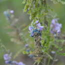 Imagem de Desmodium cajanifolium (Kunth) DC.