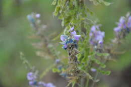 Imagem de Desmodium cajanifolium (Kunth) DC.