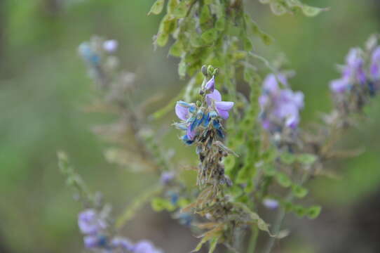 Imagem de Desmodium cajanifolium (Kunth) DC.