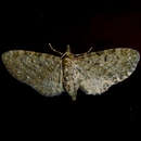 Sivun Eupithecia fletcherata Taylor 1907 kuva