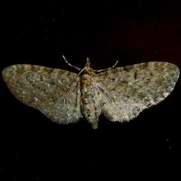 Eupithecia fletcherata Taylor 1907 resmi