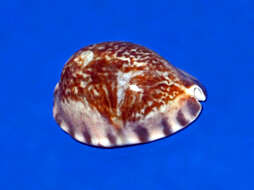 Image of Pseudozonaria arabicula (Lamarck 1810)