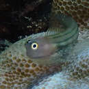 Image of Fourline blenny