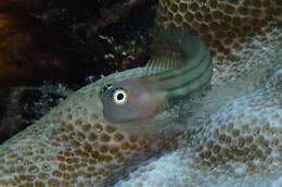 Image of Fourline blenny