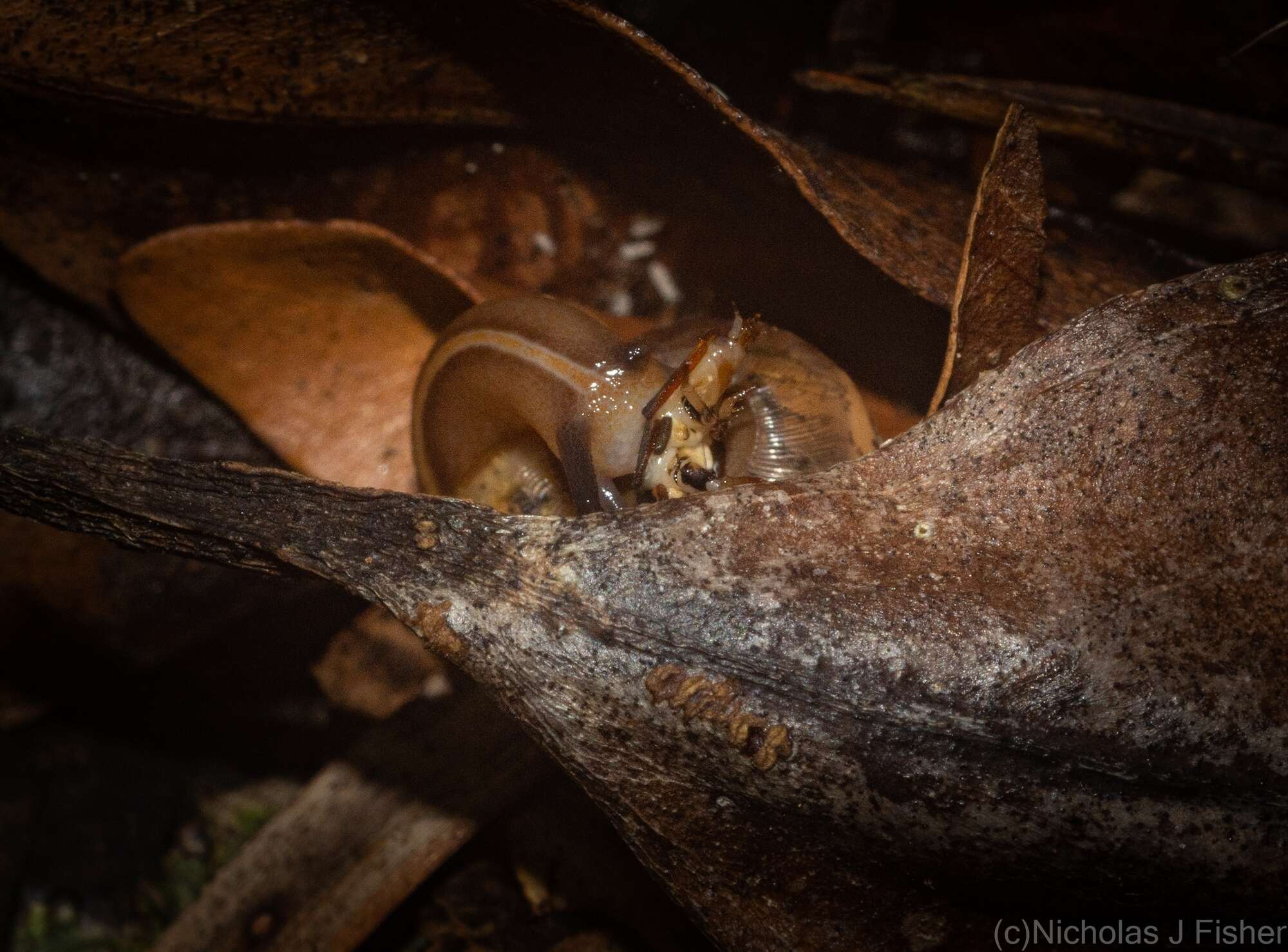 صورة Terrycarlessia bullacea (Reeve 1854)