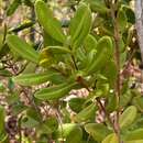 Image de Myrcianthes fragrans (Sw) Mc Vaugh