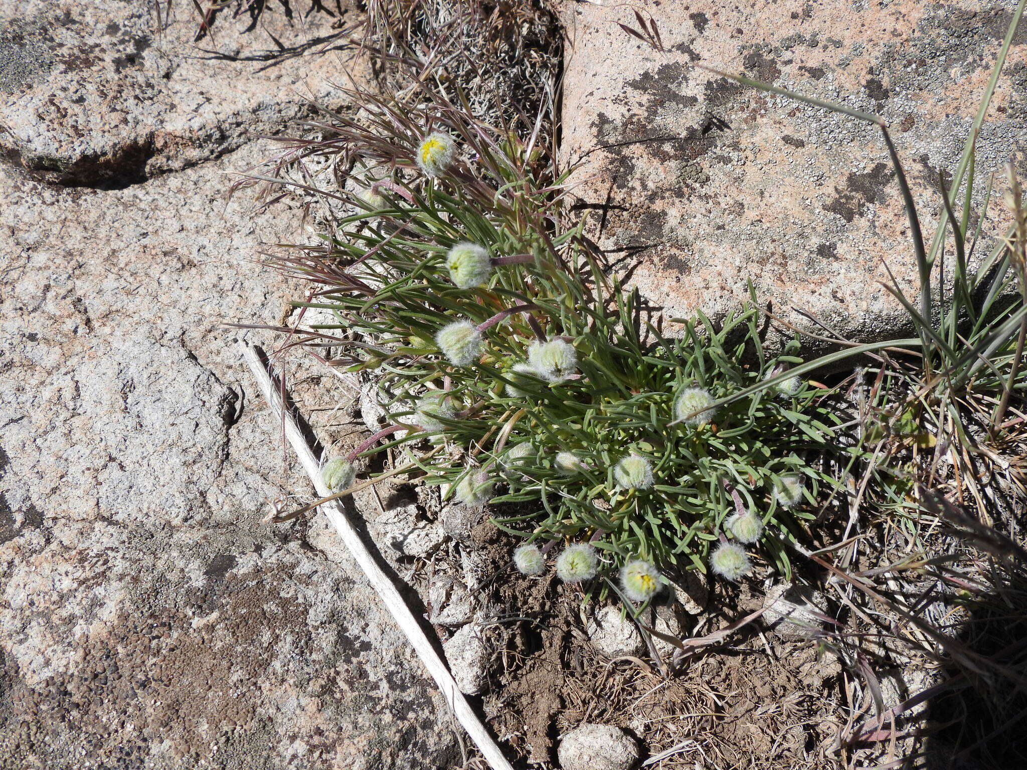 Image de Erigeron bloomeri A. Gray