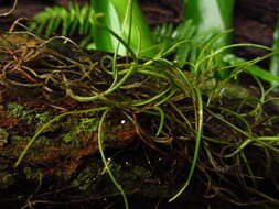 Sivun Tillandsia usneoides (L.) L. kuva