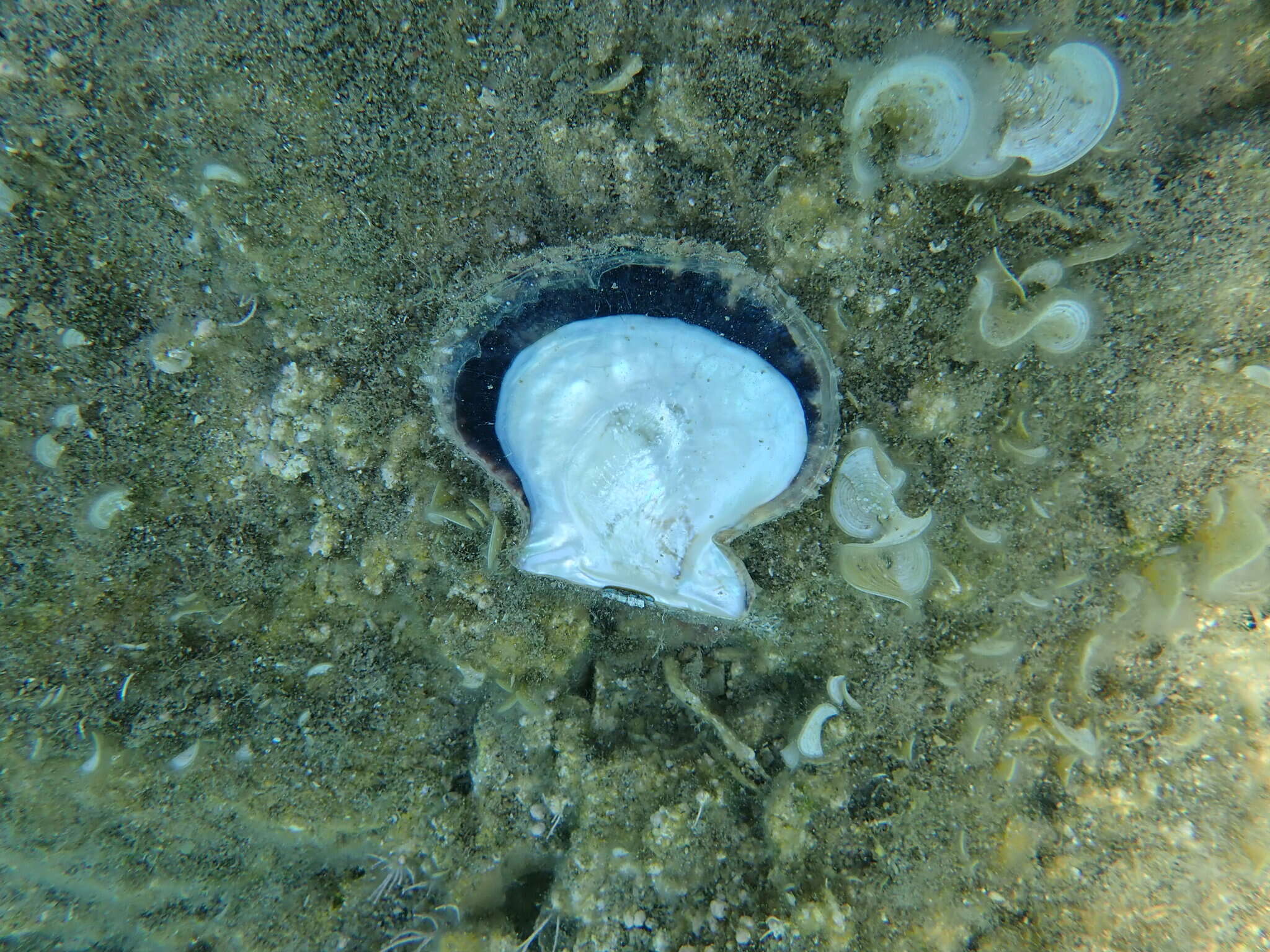 Image of rayed pearl oyster