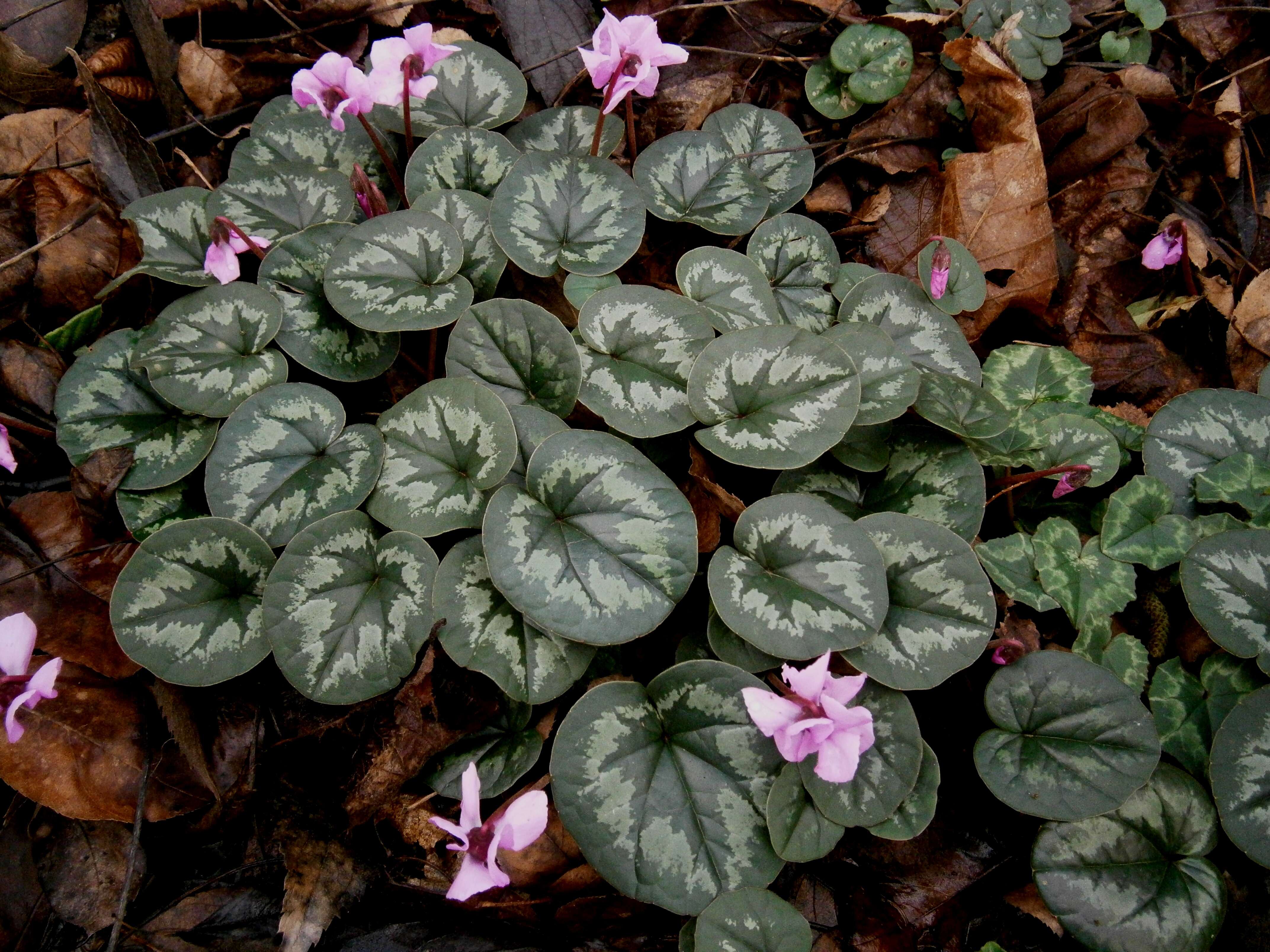 Image of Cyclamen coum Miller