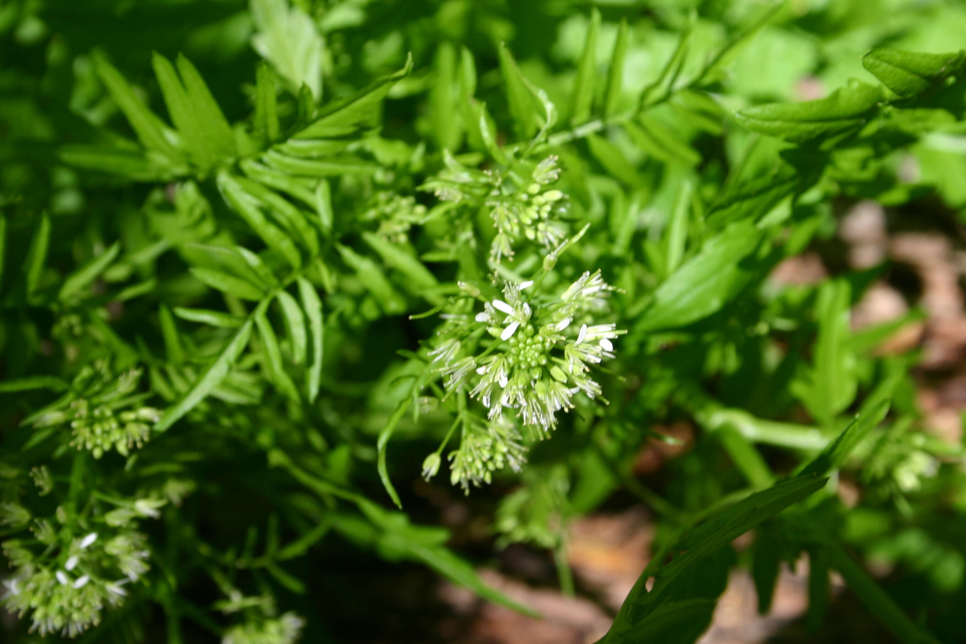 Image of Narrow-leaved Bittercress