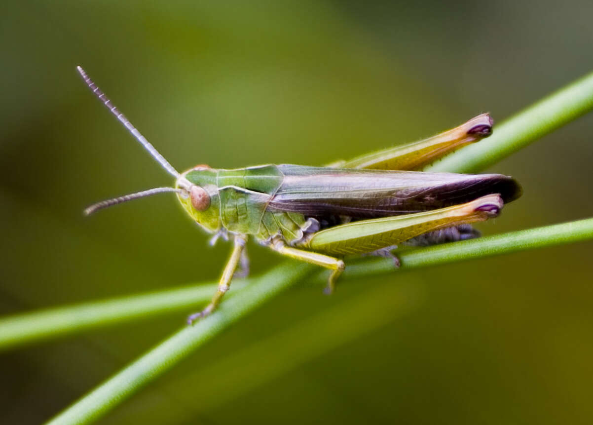 Image of Common green grasshopper