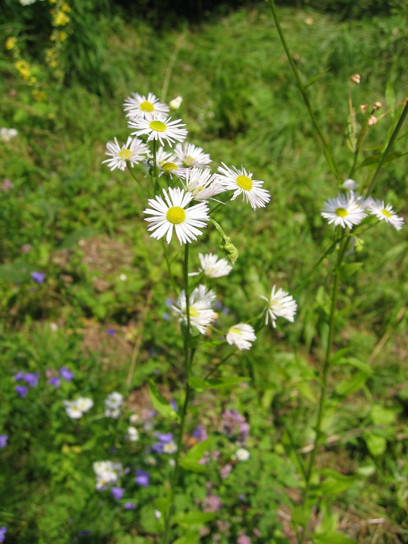 Image of eastern daisy fleabane