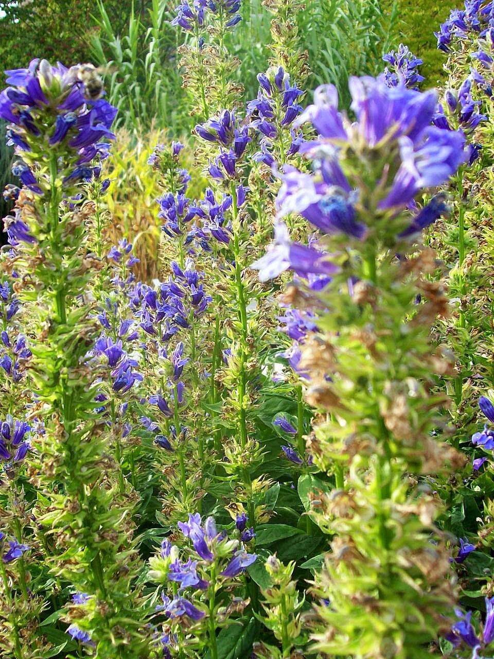 Слика од Lobelia siphilitica L.