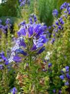 Слика од Lobelia siphilitica L.