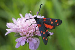 Image of Zygaena ephialtes Linnaeus 1767