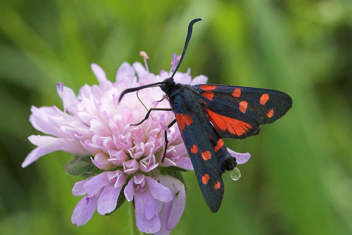 Image of Zygaena ephialtes Linnaeus 1767