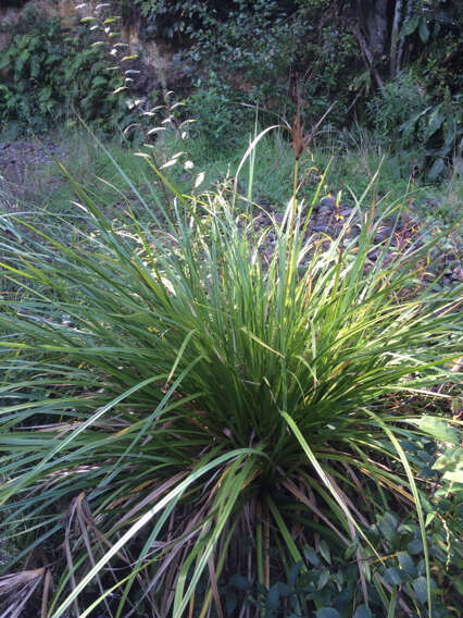 Image of Cyperus ustulatus A. Rich.