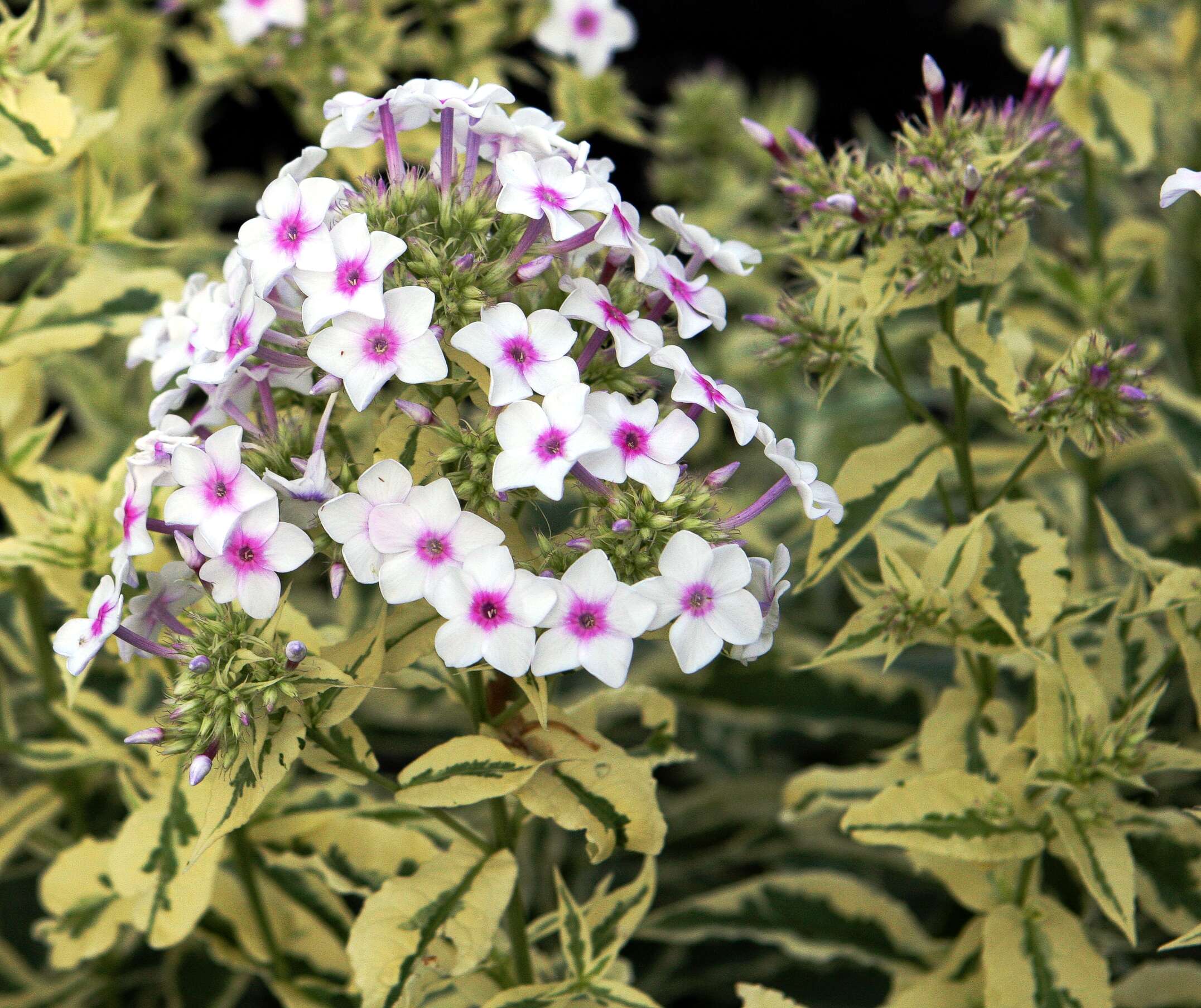 Imagem de Phlox paniculata L.