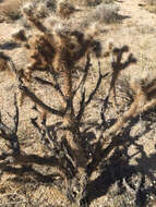 Image of Wiggins' cholla