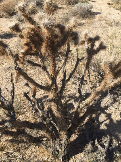 Image of Wiggins' cholla