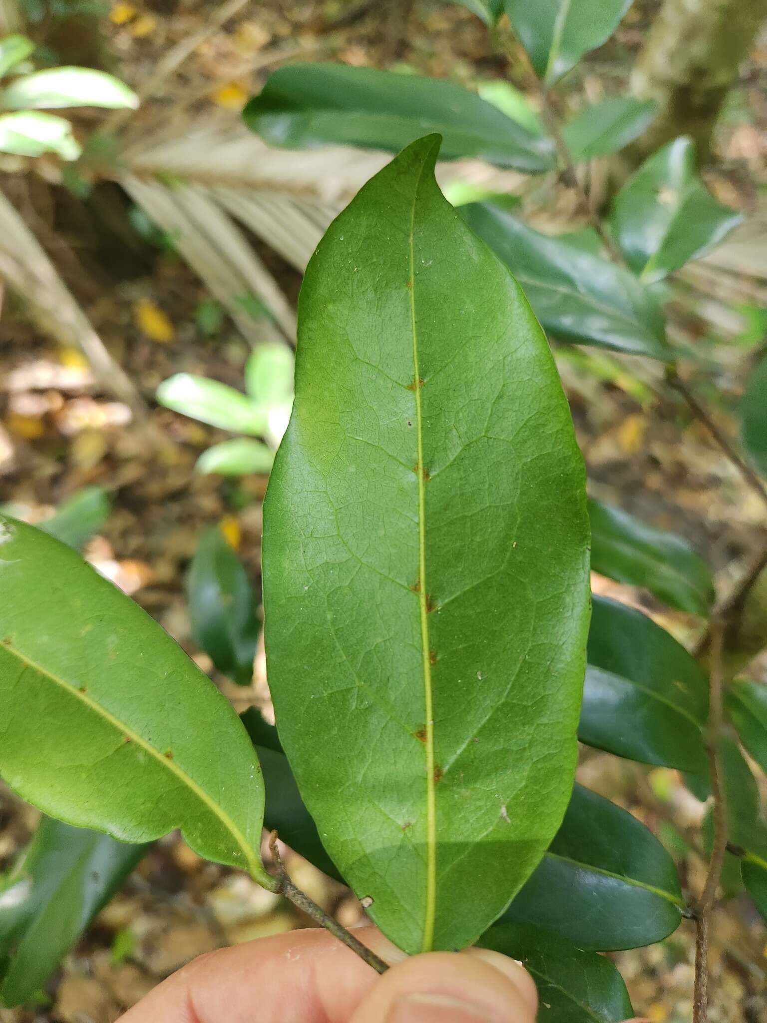 Image of Canary Beech