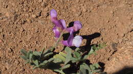 صورة Vicia americana subsp. americana