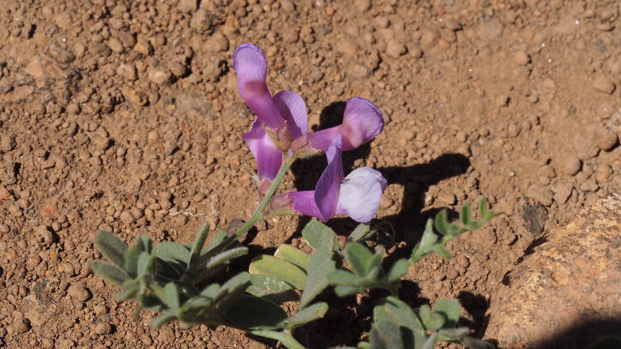 Image de Vicia americana subsp. americana