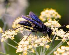 Image of Great Black Wasp