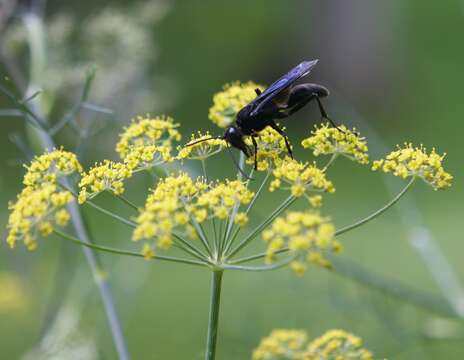 Image of Great Black Wasp