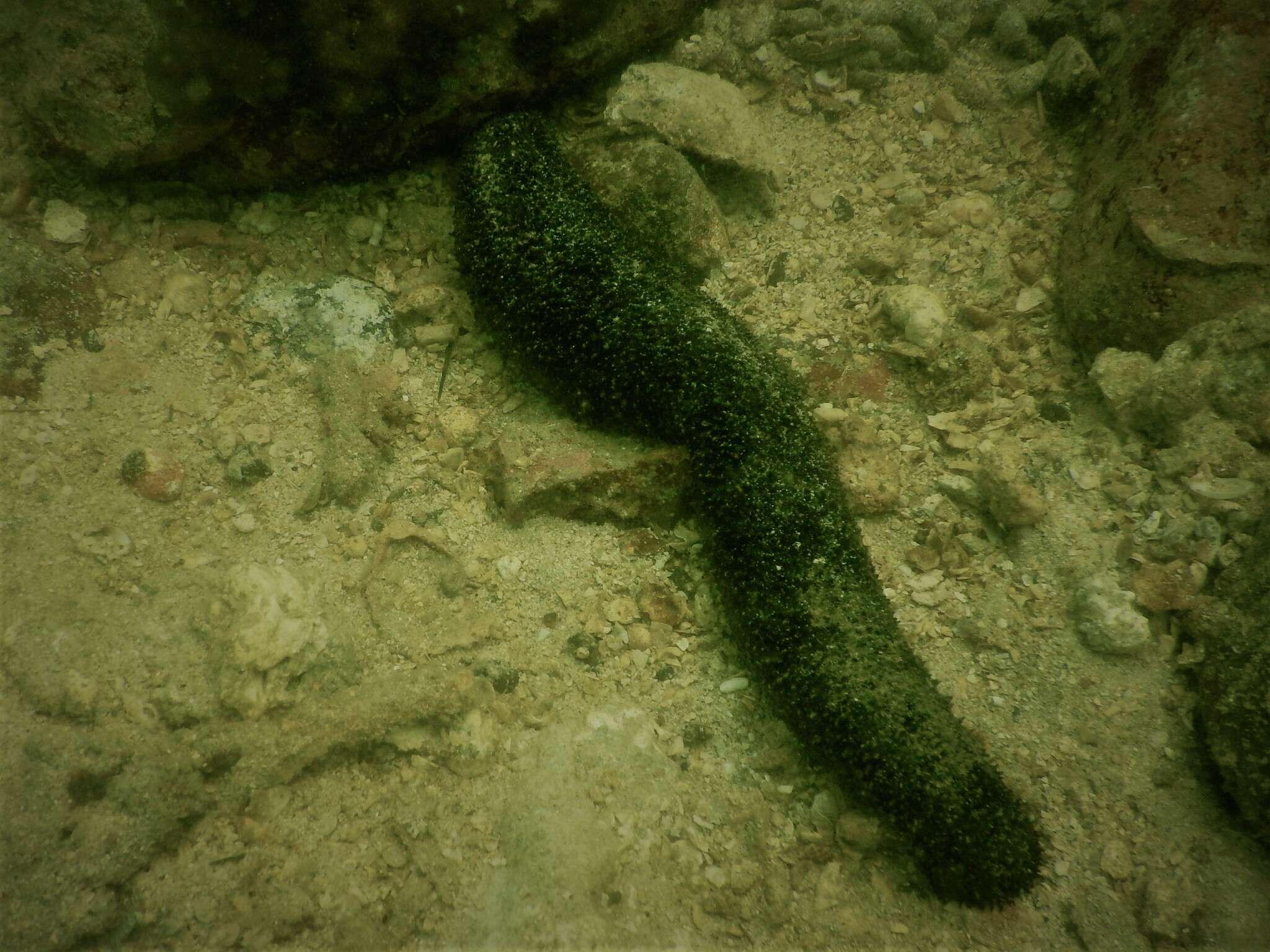 Image of Holothuria subgen. Mertensiothuria Deichmann 1958