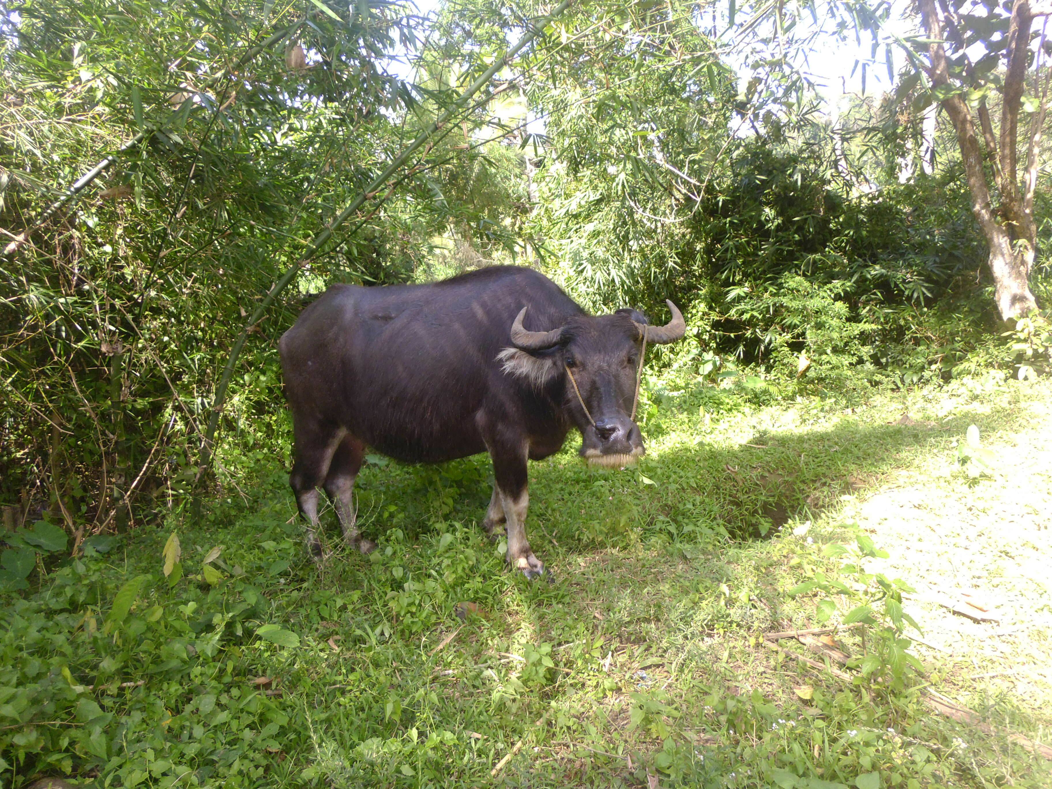 Image of Bubalus bubalis carabanesis