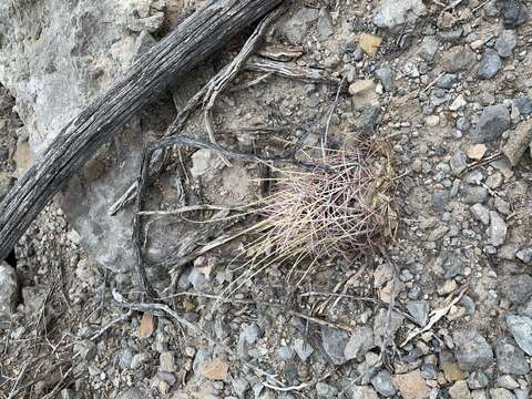 Image of Chihuahuan Fishhook Cactus