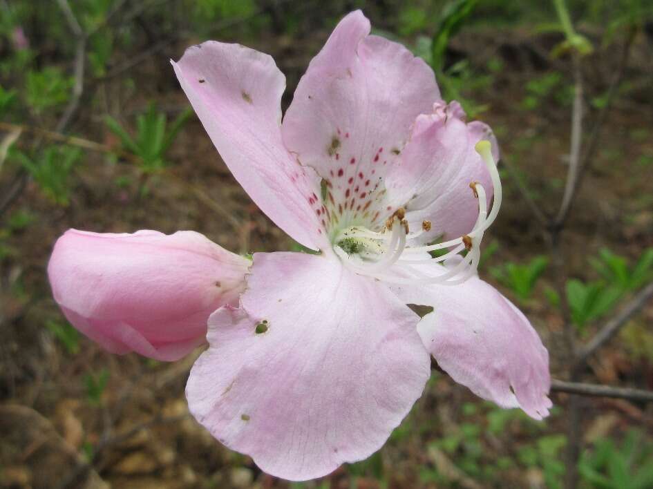 Image of Rhododendron schlippenbachii Maxim.