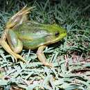 Image of Beijing Gold-striped Pond Frog