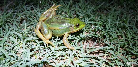 Image of Beijing Gold-striped Pond Frog