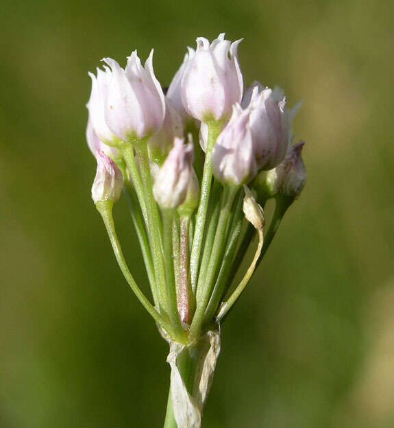 Image of Geyer's onion