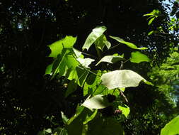 Image of <i>Dombeya</i> × <i>cayeuxii</i>