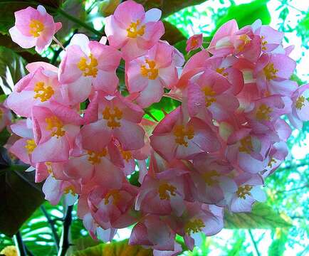 Image of scarlet begonia