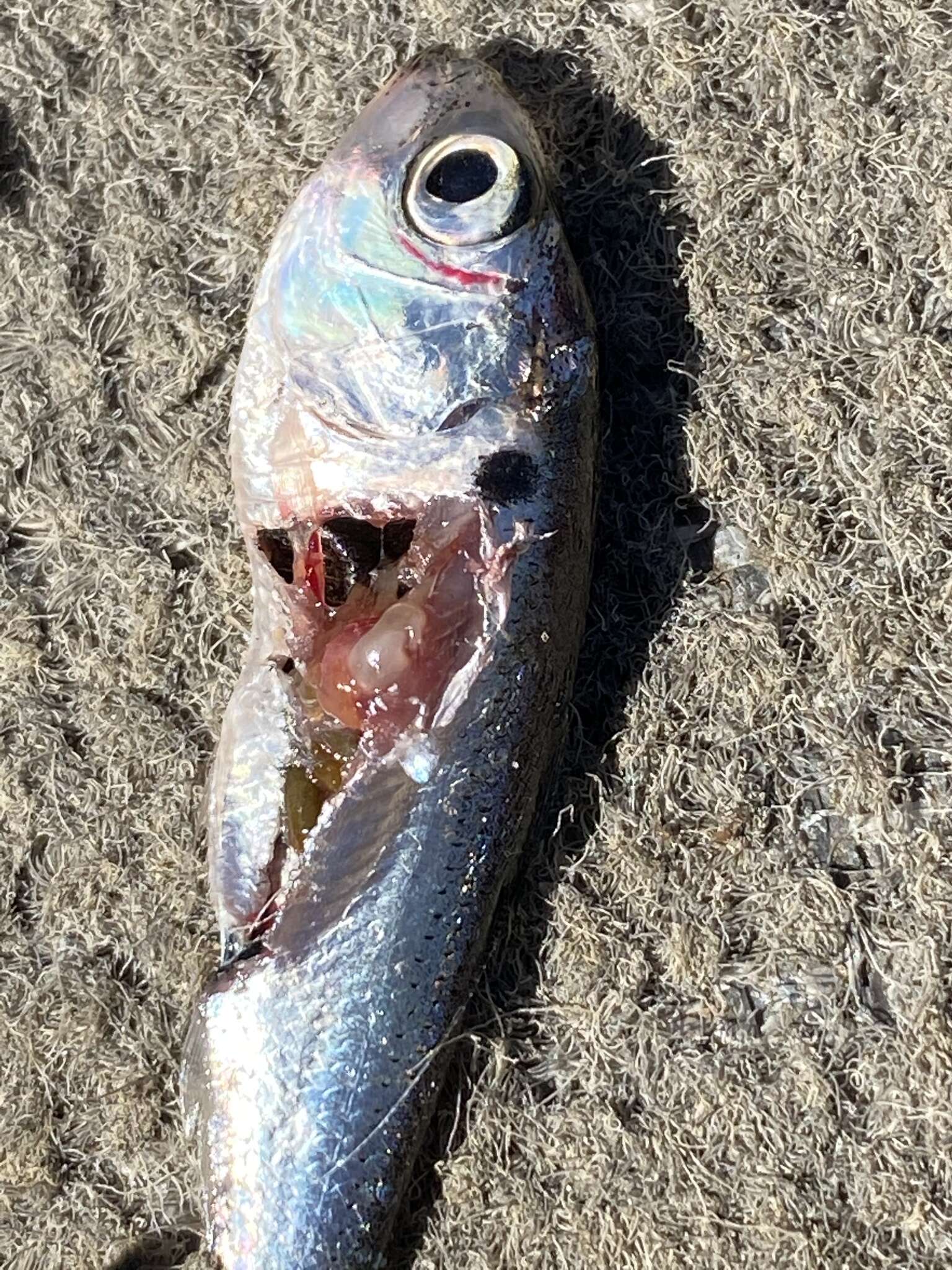 Image of Blueback Herring