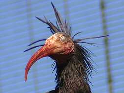 Image of Bald Ibis