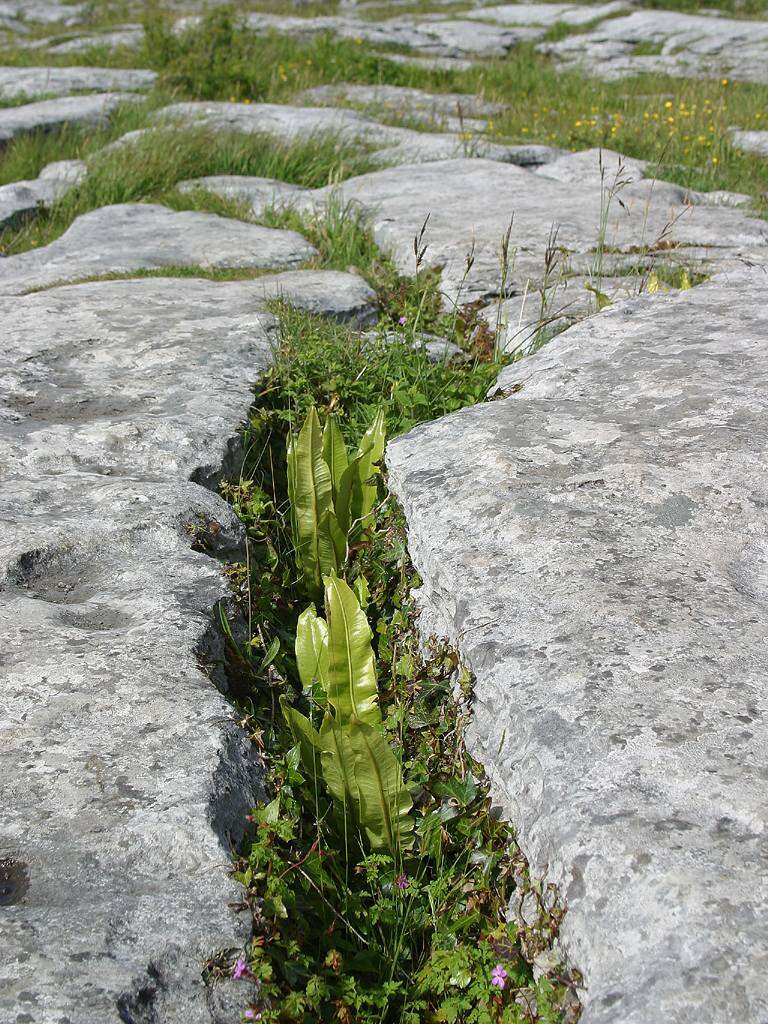 Image of Hart's tonguefern