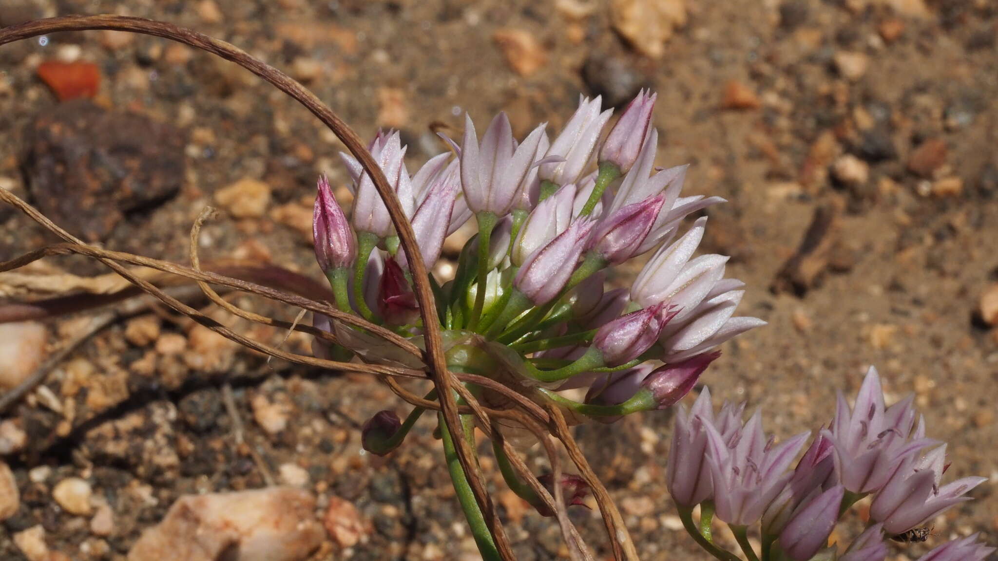 Allium parryi S. Watson的圖片