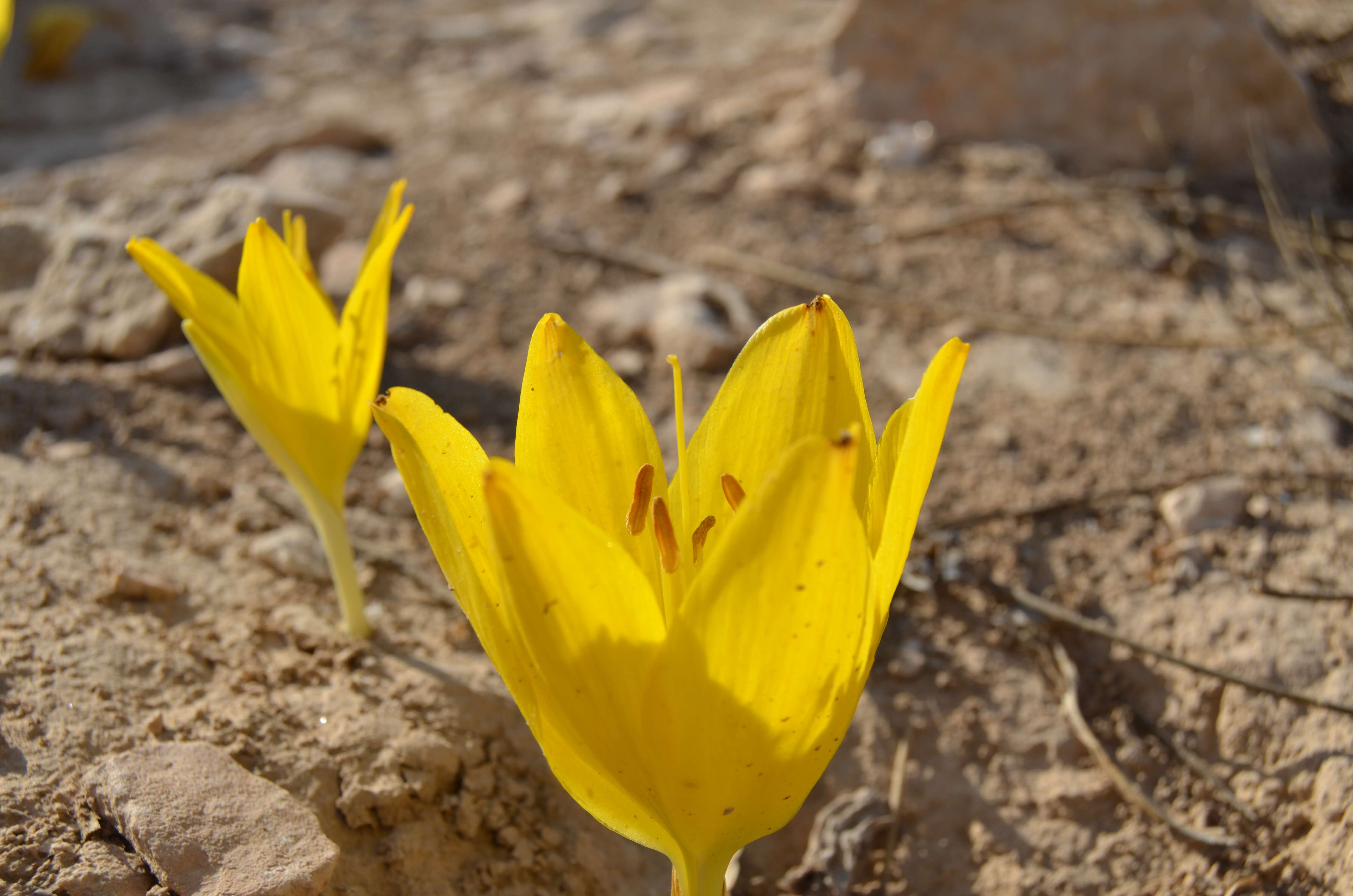 Image of Sternbergia clusiana (Ker Gawl.) Ker Gawl. ex Spreng.