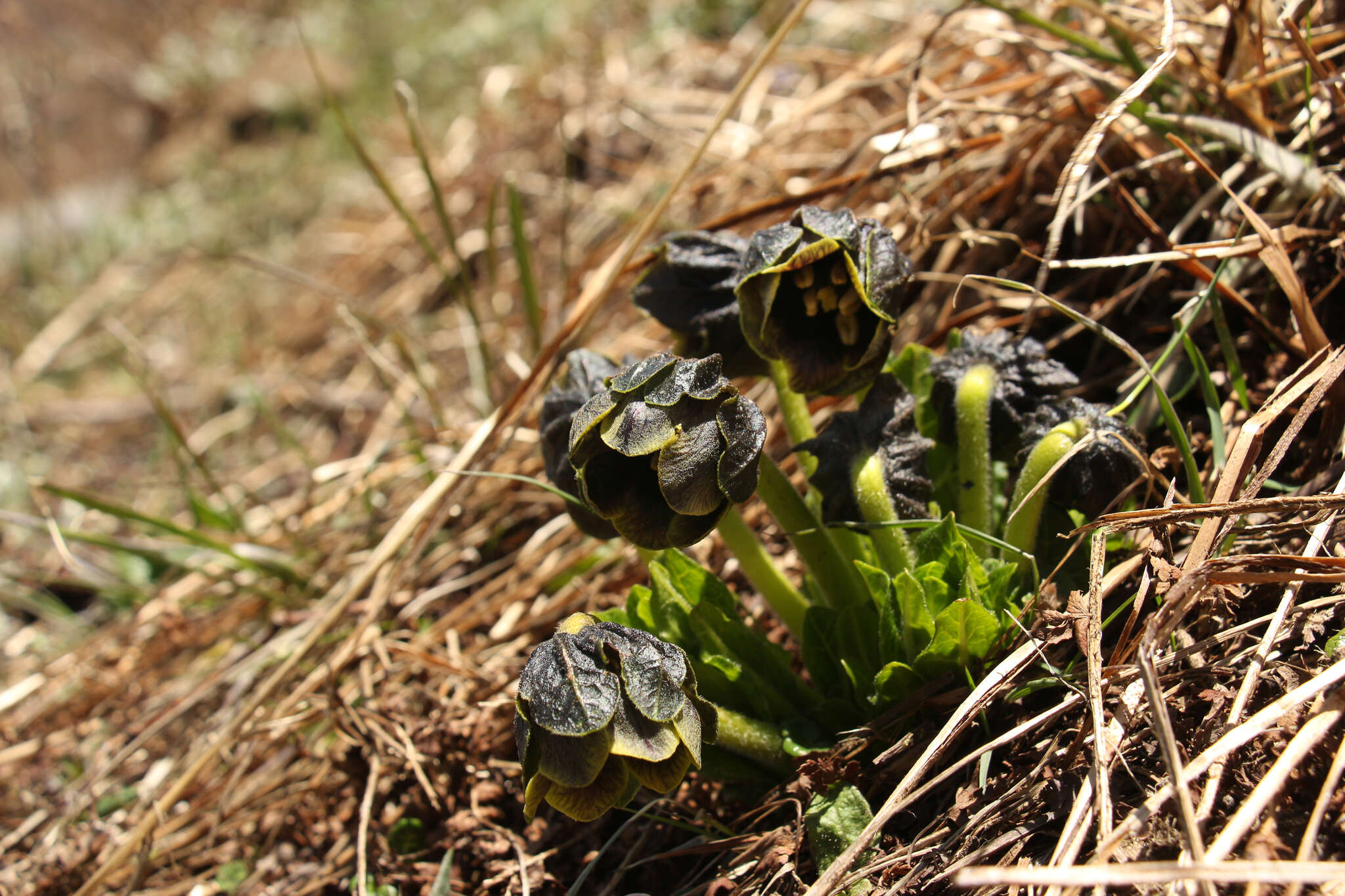 Image de Mandragora caulescens C. B. Cl.