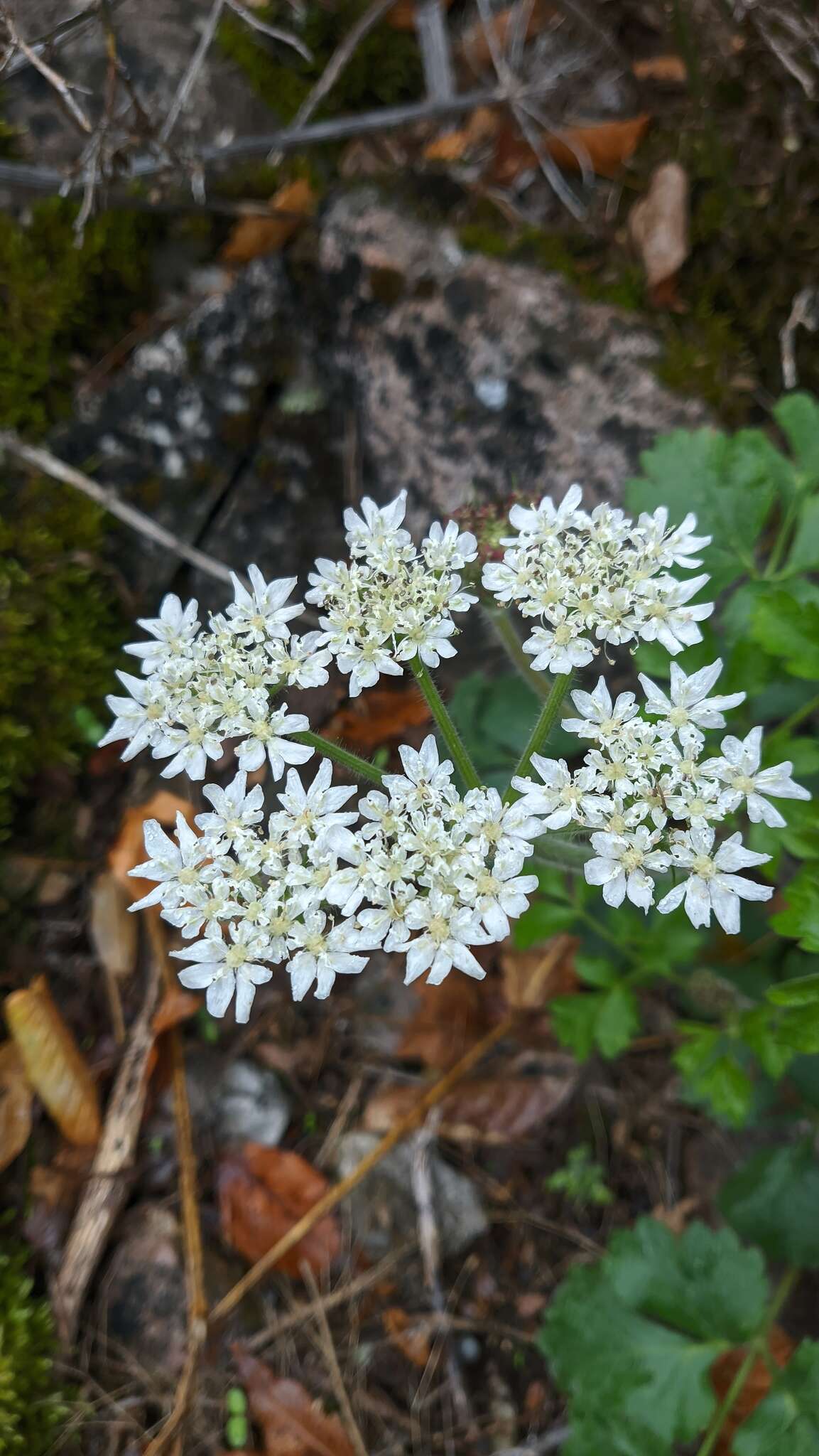 Image of Heracleum ligusticifolium Bieb.